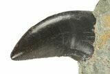 Serrated Dinosaur (Allosaurus) Tooth - Colorado #218335-1